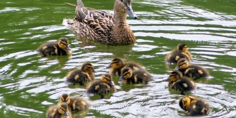 Kako hraniti divlje patke